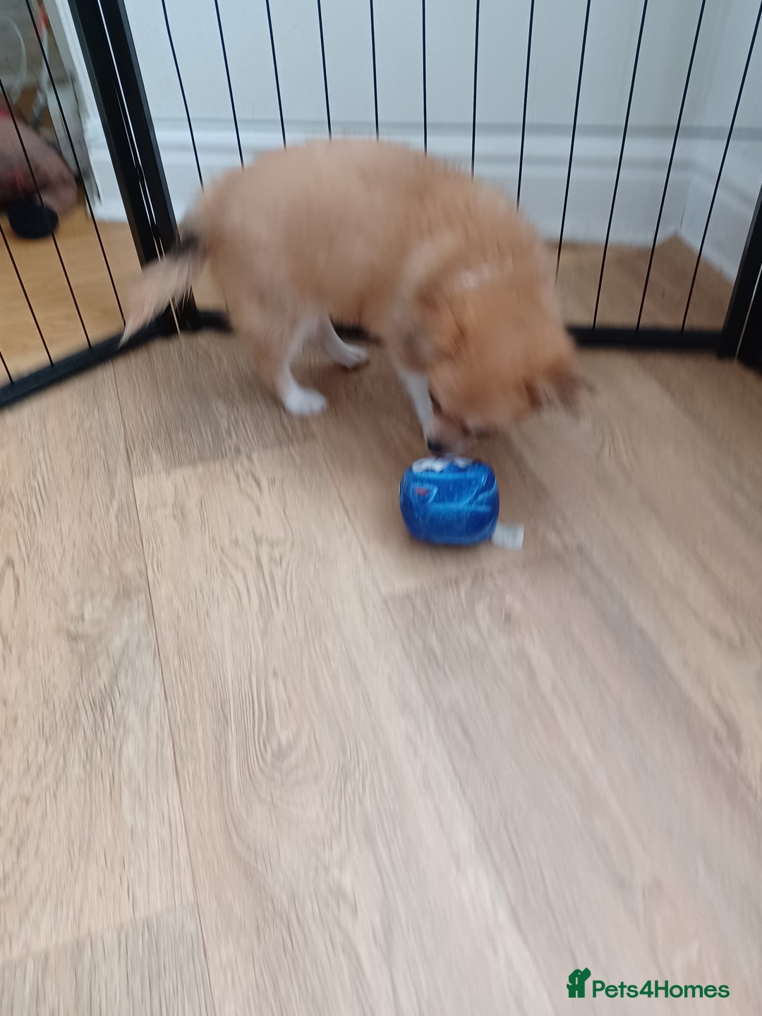 Pomchi dogs for sale: Pomchi - Image 3