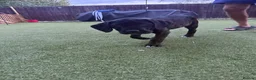 Cane Corso dogs for sale: Cane corso puppies - Advert 10