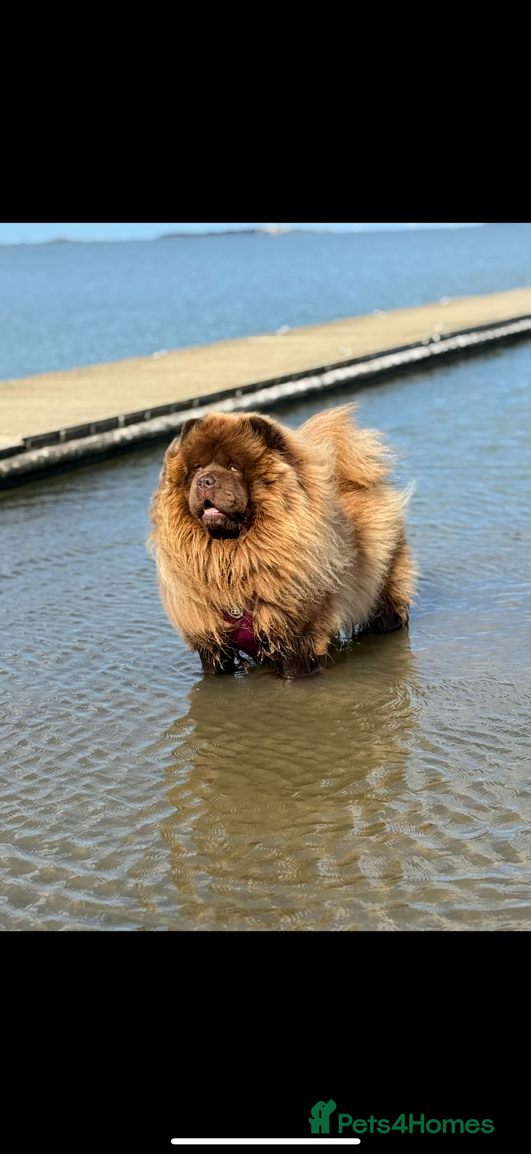 Chow Chow dogs for sale: Beautiful chow litter KC registered 🧬💜🍫 - Advert 2