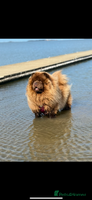 Chow Chow dogs Beautiful chow litter KC registered 🧬💜🍫 - Advert 12