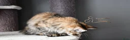 Siberian cats for sale: Siberian Kitens from Tunguska House Cattery - Advert 28