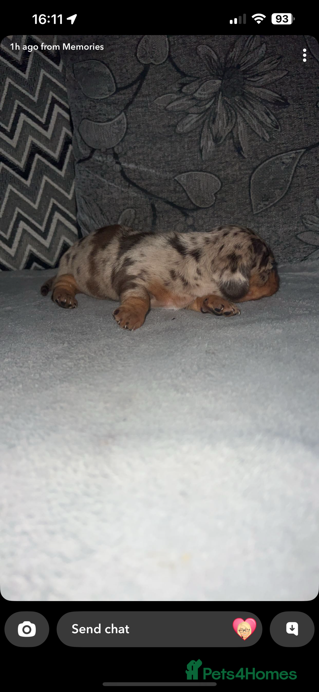 Miniature Dachshund dogs for sale: Mini dauchunds puppies - Advert 18