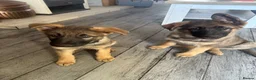 German Shepherd dogs for sale: 9 German shepherd puppies - Advert 6