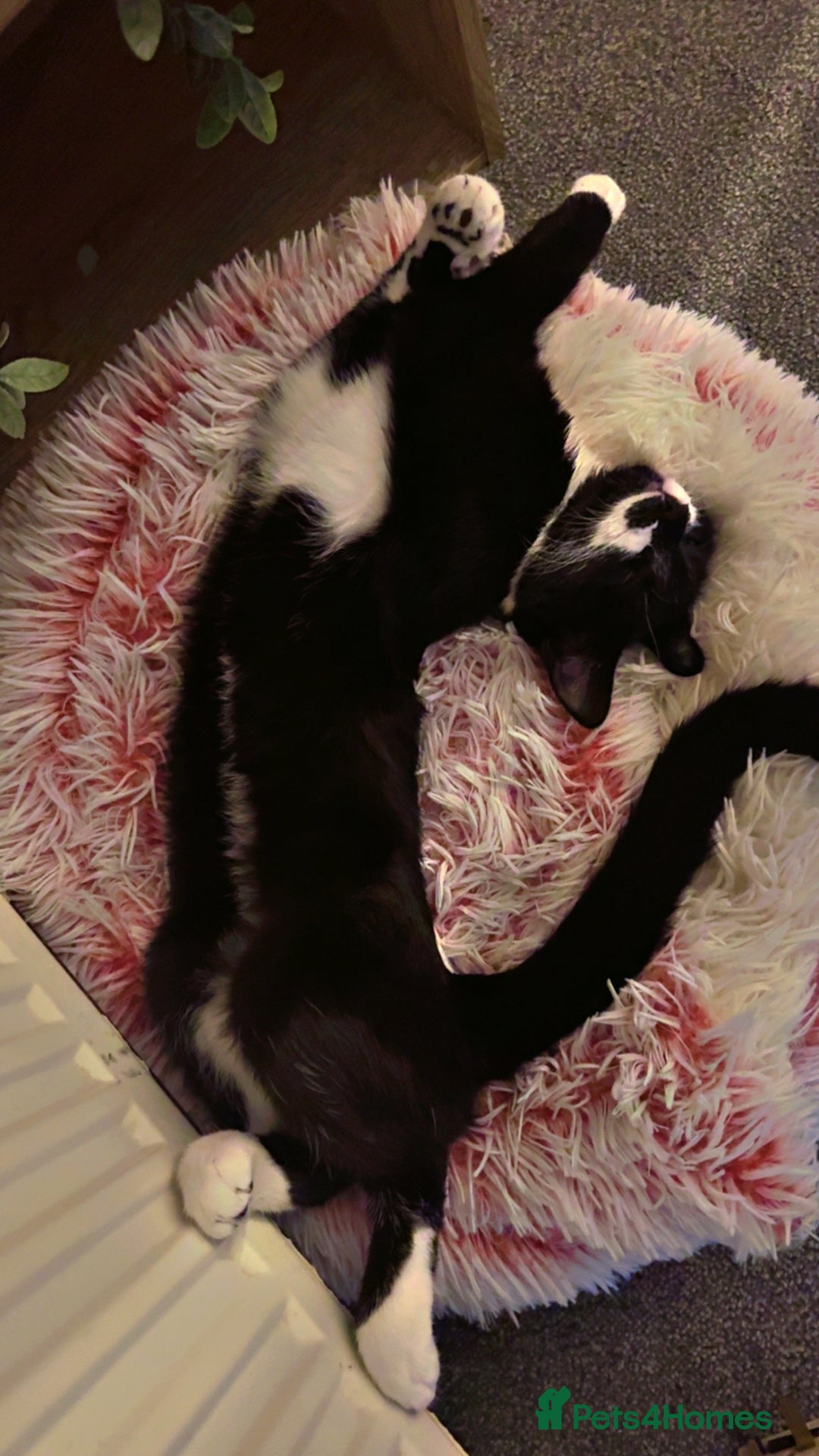 Domestic Shorthair cats for sale: Domestic short hair black and white.She’s 9 month  - Advert 4