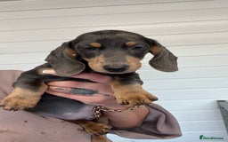 Miniature Dachshund dogs for sale: Mini Dachshund puppies for sale  - Image 21