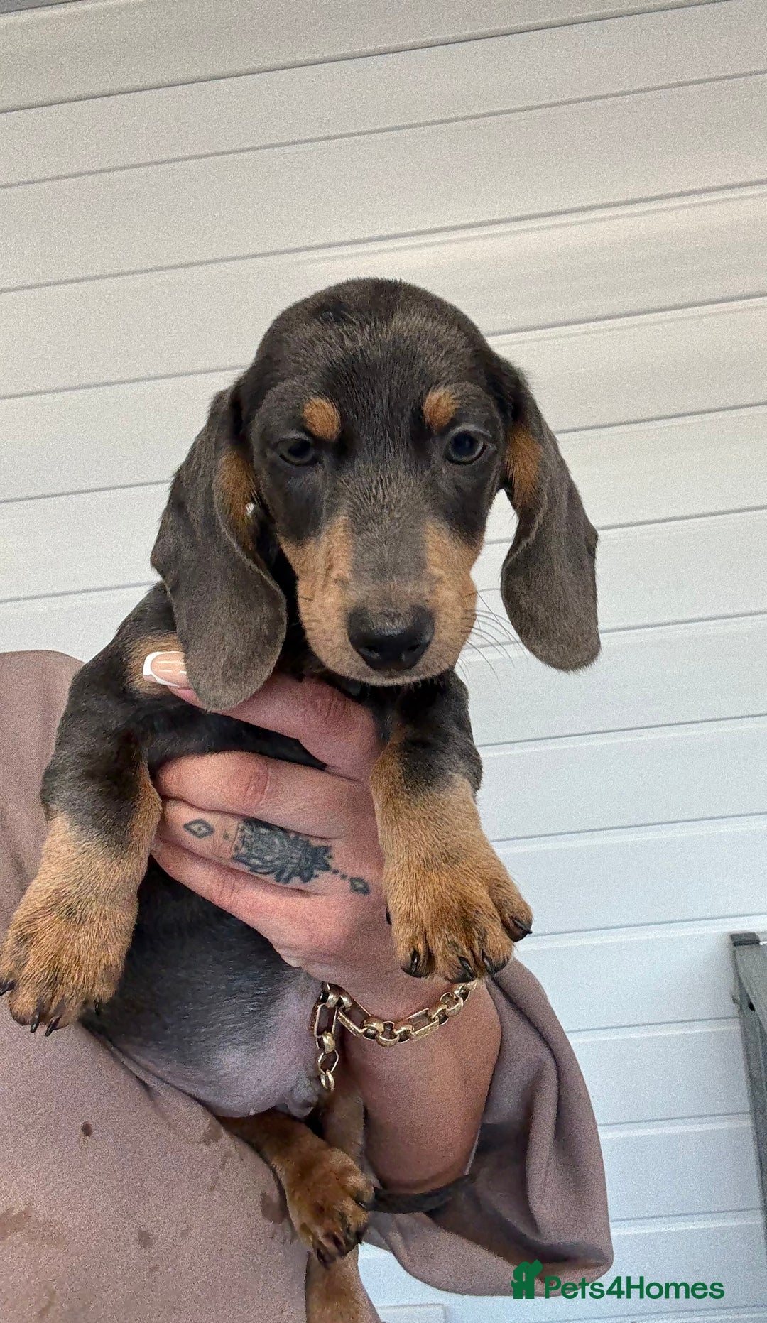 Miniature Dachshund dogs for sale: Mini Dachshund puppies for sale  - Image 21