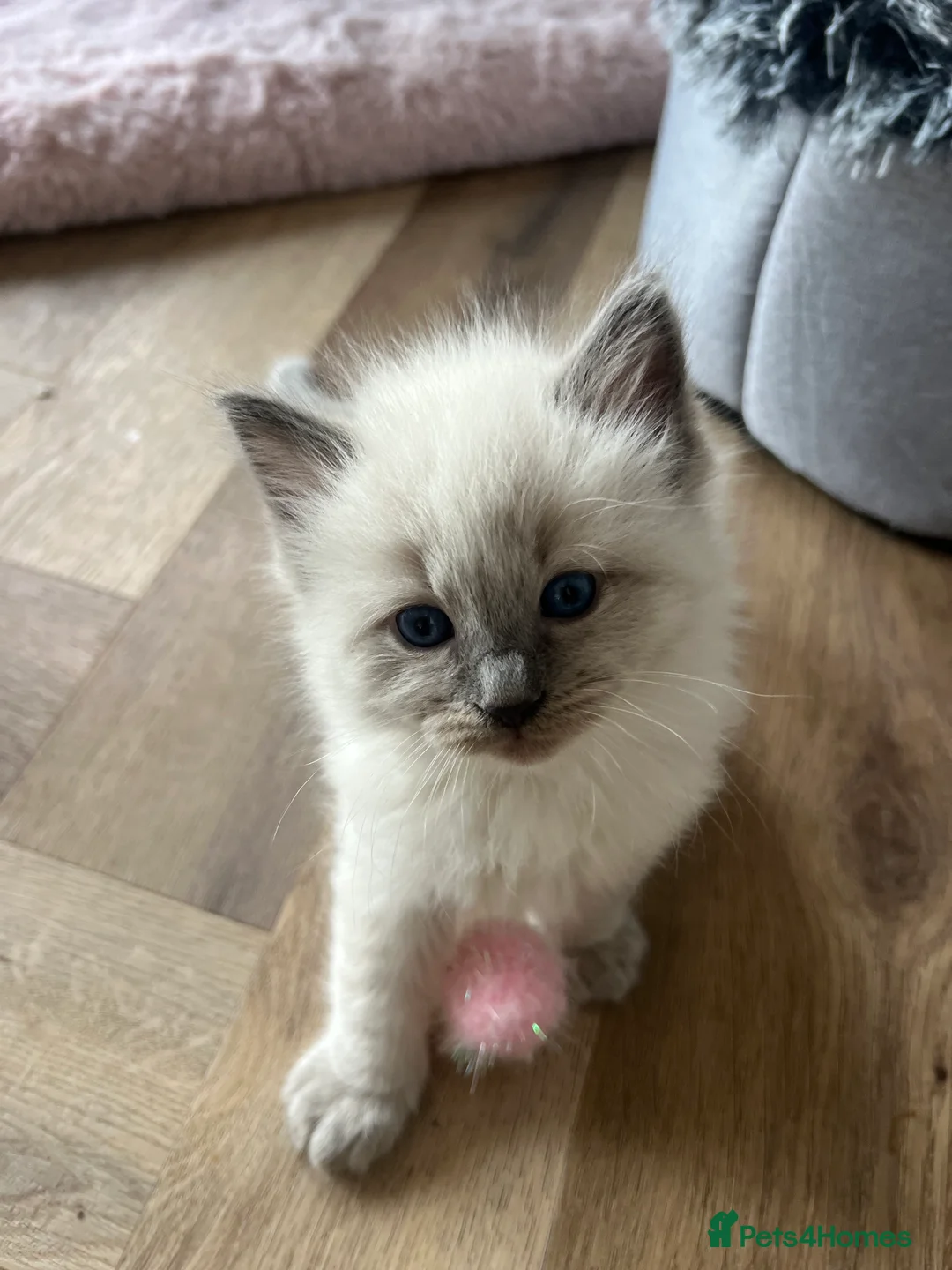 Ragdoll cats for sale: Blue point Ragdoll kittens  - Advert 5