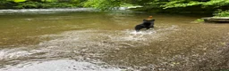 Mixed Breed dogs for sale: Koba  - Advert 4