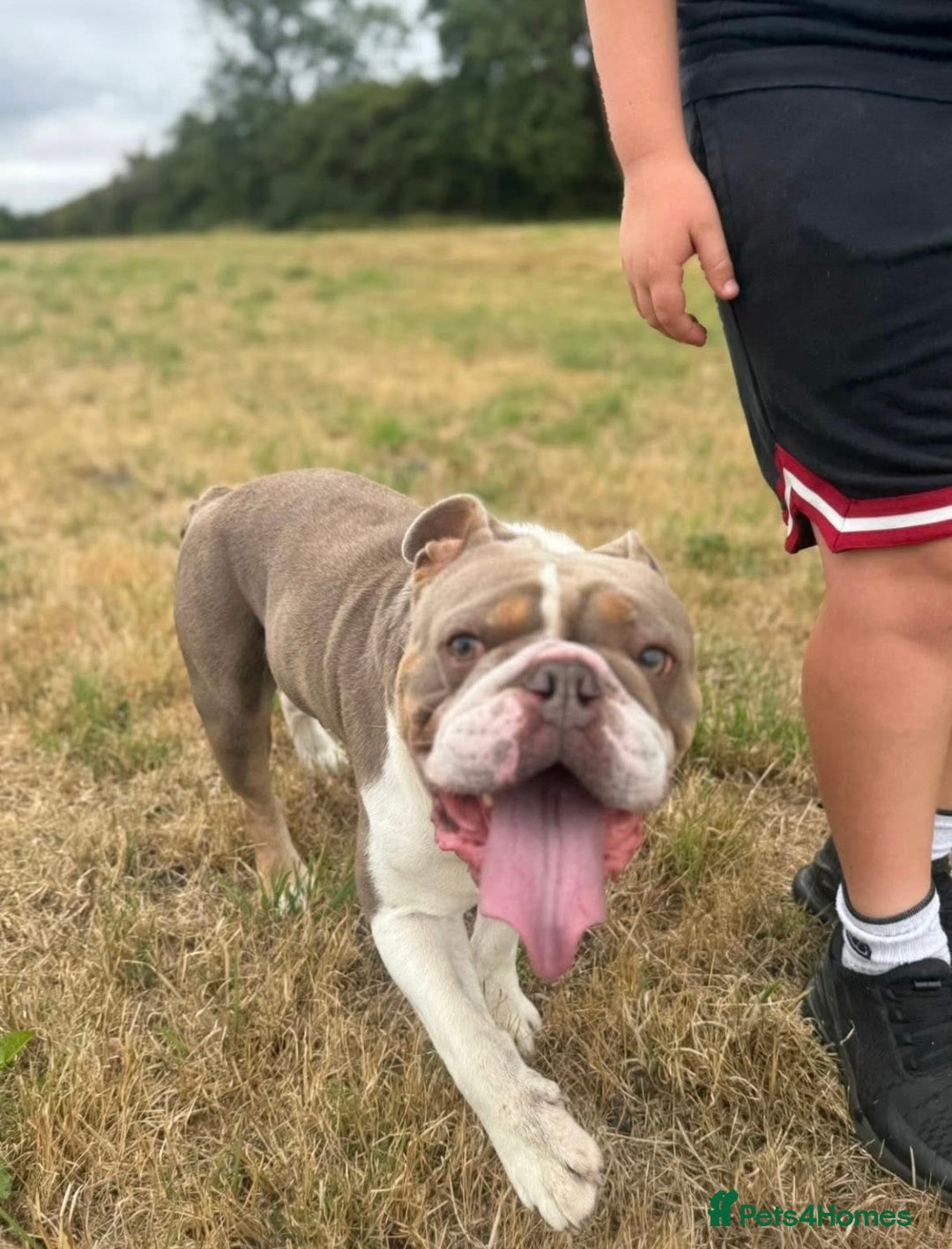 English Bulldog dogs for sale: Rehoming English Bulldog - Advert 3