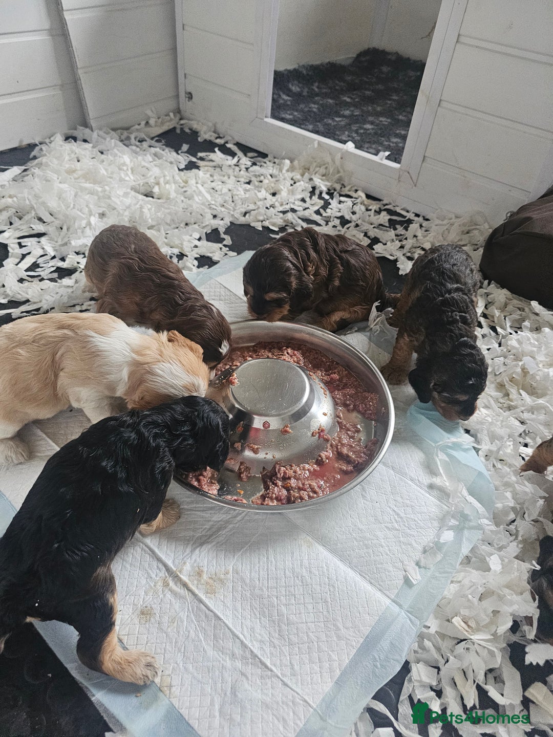 Cockapoo dogs for sale: F2 Cockapoo Puppies - Advert 15