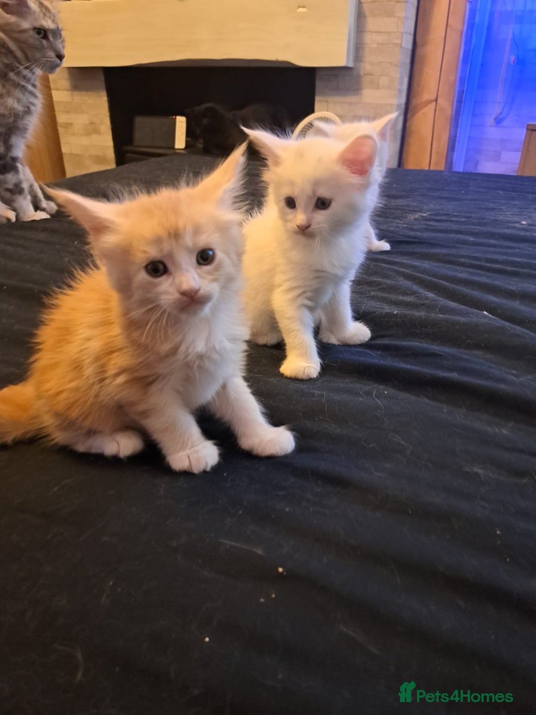 Maine Coon cats for sale: Pure Maine coons fully vaccinated and chipped  - Image 17