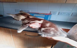 Mixed Breed cats for sale: 3 kittens, 9 weeks old, 1 male, 2 females - Image 6