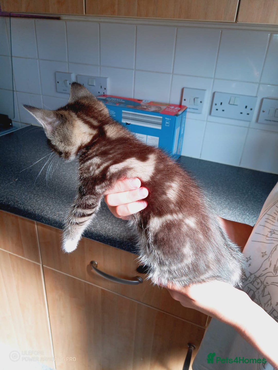 Mixed Breed cats for sale: 3 kittens, 9 weeks old, 1 male, 2 females - Image 6