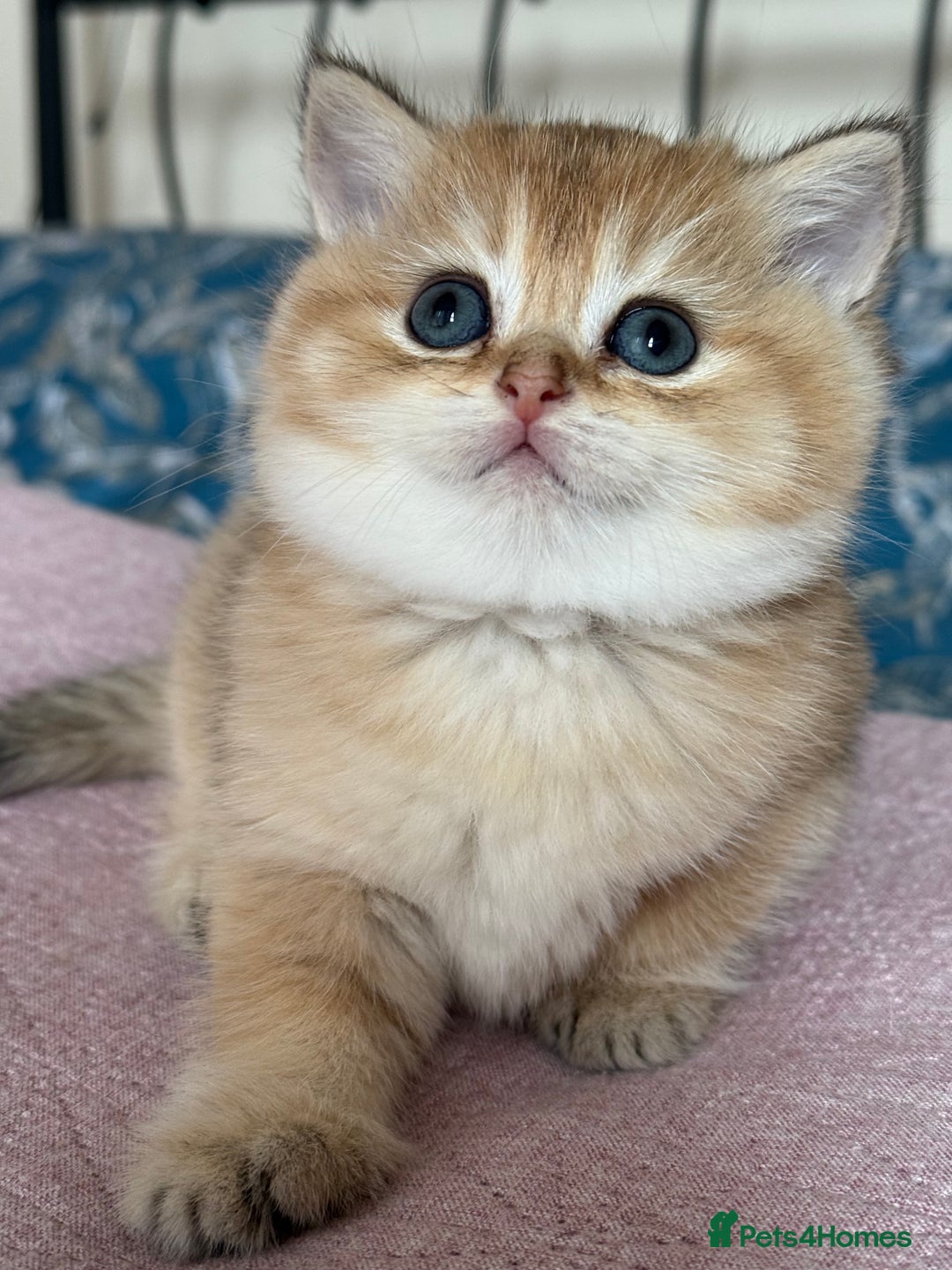 British Shorthair cats for sale: Champion line golden BSH - Image 14