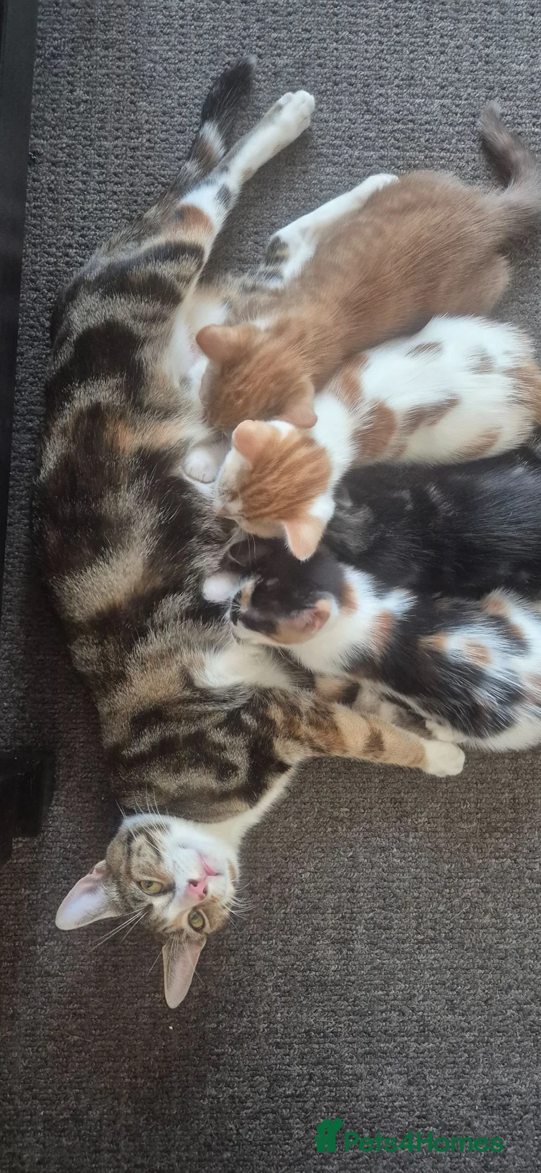 British Shorthair cats for sale: 4 kittens for sale  - Advert 1