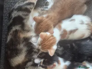 Mixed Breed cats 4 kittens for sale - Advert 1