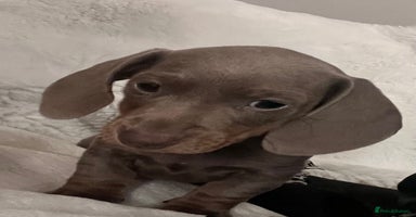 Miniature Dachshund dogs Miniature Dachshund Puppies - Advert 9