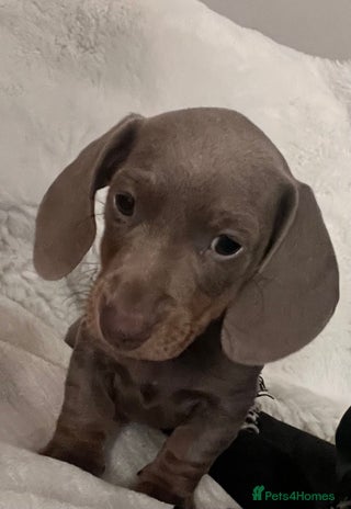 Miniature Dachshund dogs - Advert 9