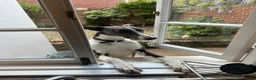 Mixed Breed dogs for sale: Lurcher Pup in Exeter - Advert 3