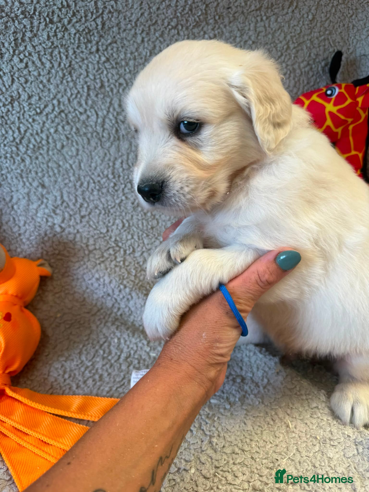 Golden Retriever dogs Gorgeous pups boys - all tested - Advert 14