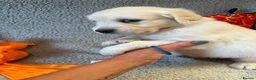 Golden Retriever dogs for sale: Gorgeous pups 2 boys - all tested - Advert 10