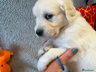 Golden Retriever dogs Gorgeous pups boys - all tested - Advert 1