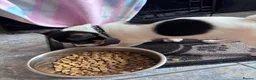 Jack Russell dogs for sale: Lovely Jack Russel puppy in Rugby - Advert 6