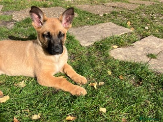 German Shepherd dogs - Advert 13