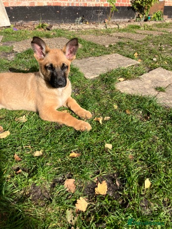 German Shepherd dogs - Advert 2