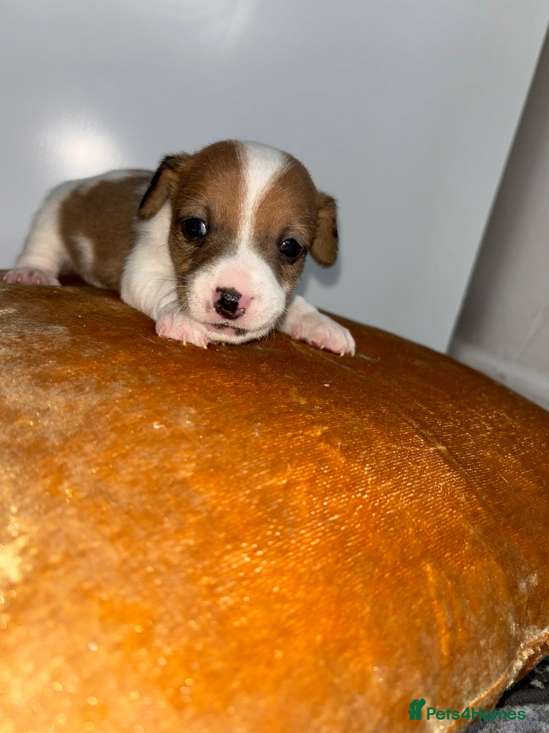 Jack Russell dogs for sale: Jack Russel puppies for sale  - Image 27