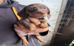 Miniature Dachshund dogs for sale: Dachshund puppies  - Image 3