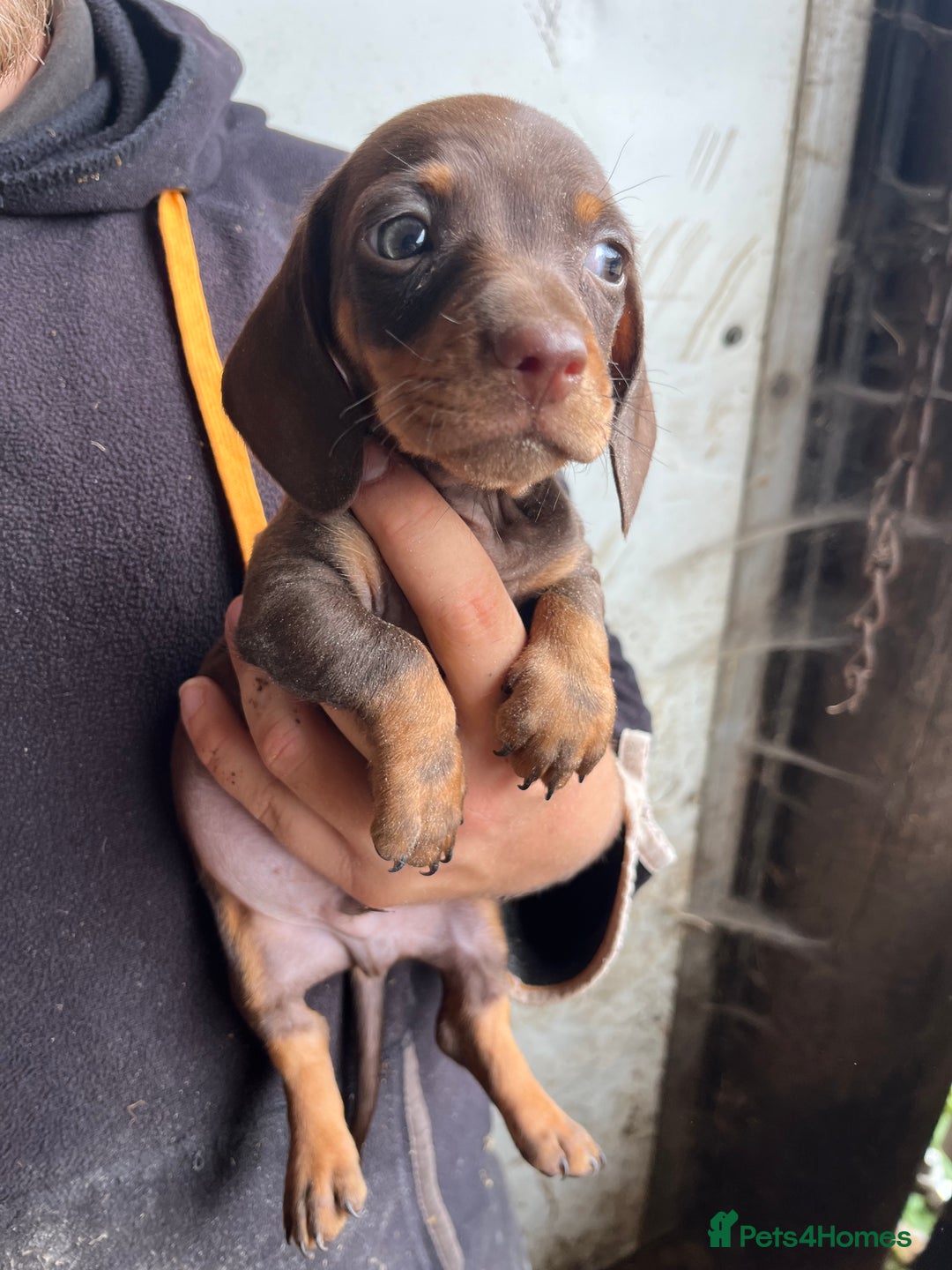 Miniature Dachshund dogs for sale: Dachshund puppies  - Image 3