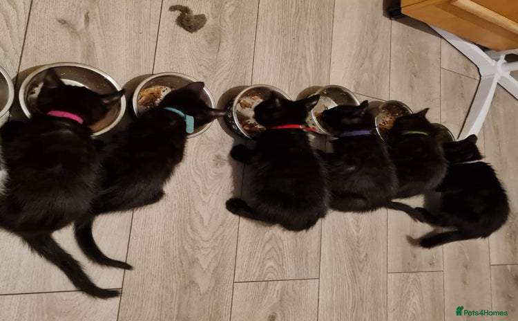 Mixed Breed cats - Advert 11