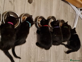 Mixed Breed cats - Advert 20