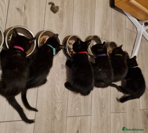 Mixed Breed cats - Advert 11