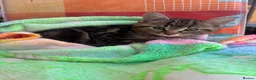 Mixed Breed cats for sale: Little girl - Advert 2