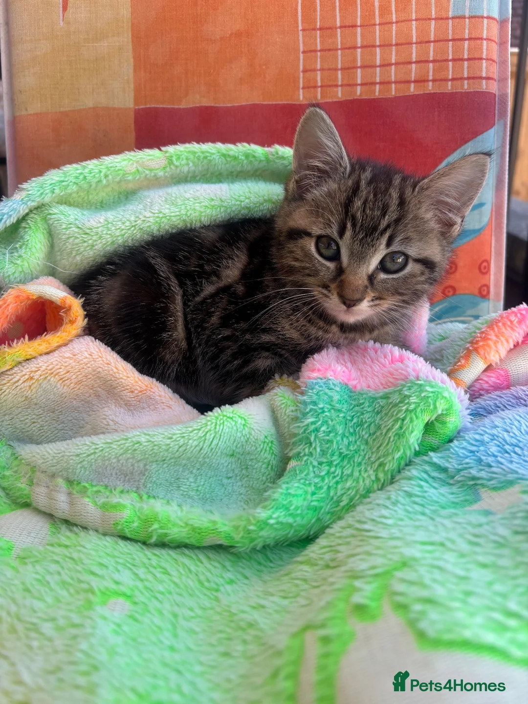 Mixed Breed cats for sale: Little girl - Advert 2