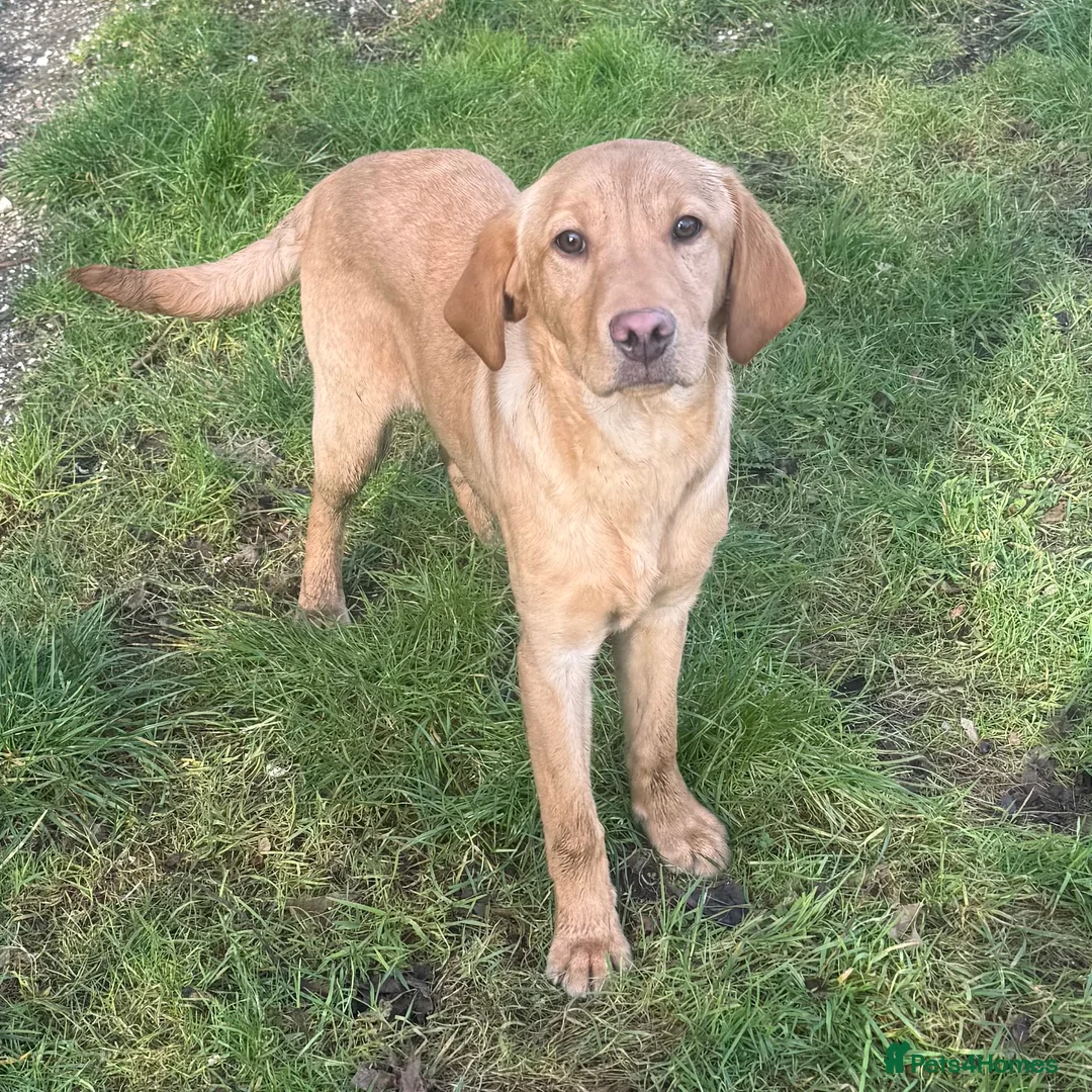 Labrador Retriever dogs for sale: 🧡 Older Yellow & Red RKC Labrador Boys 💛 - Advert 24