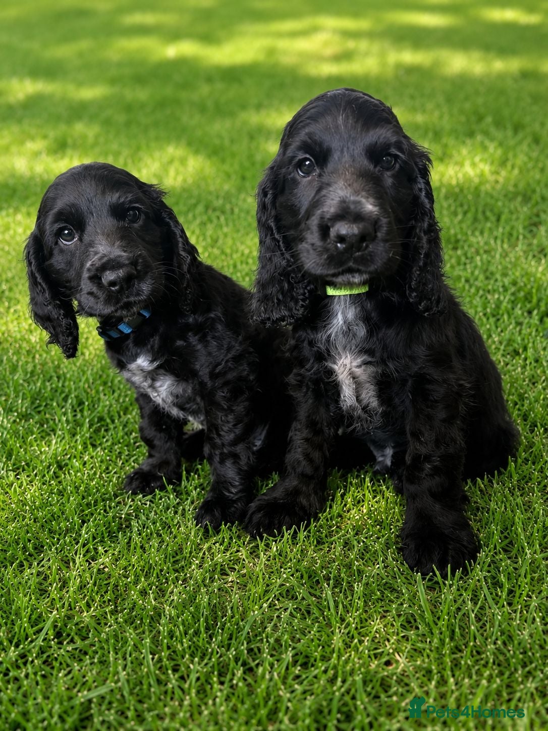 Cocker Spaniel dogs x2 Black Male Show Type Cocker Puppies  - Advert 2