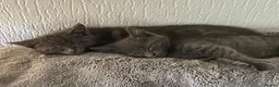 Mixed Breed cats for sale: Weaned and socialised cubs ❤️ in Shrewsbury - Advert 20