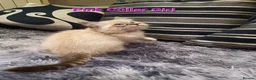 Ragdoll cats for sale: Stunning GCCF Registered Ragdoll Kittens. - Advert 8