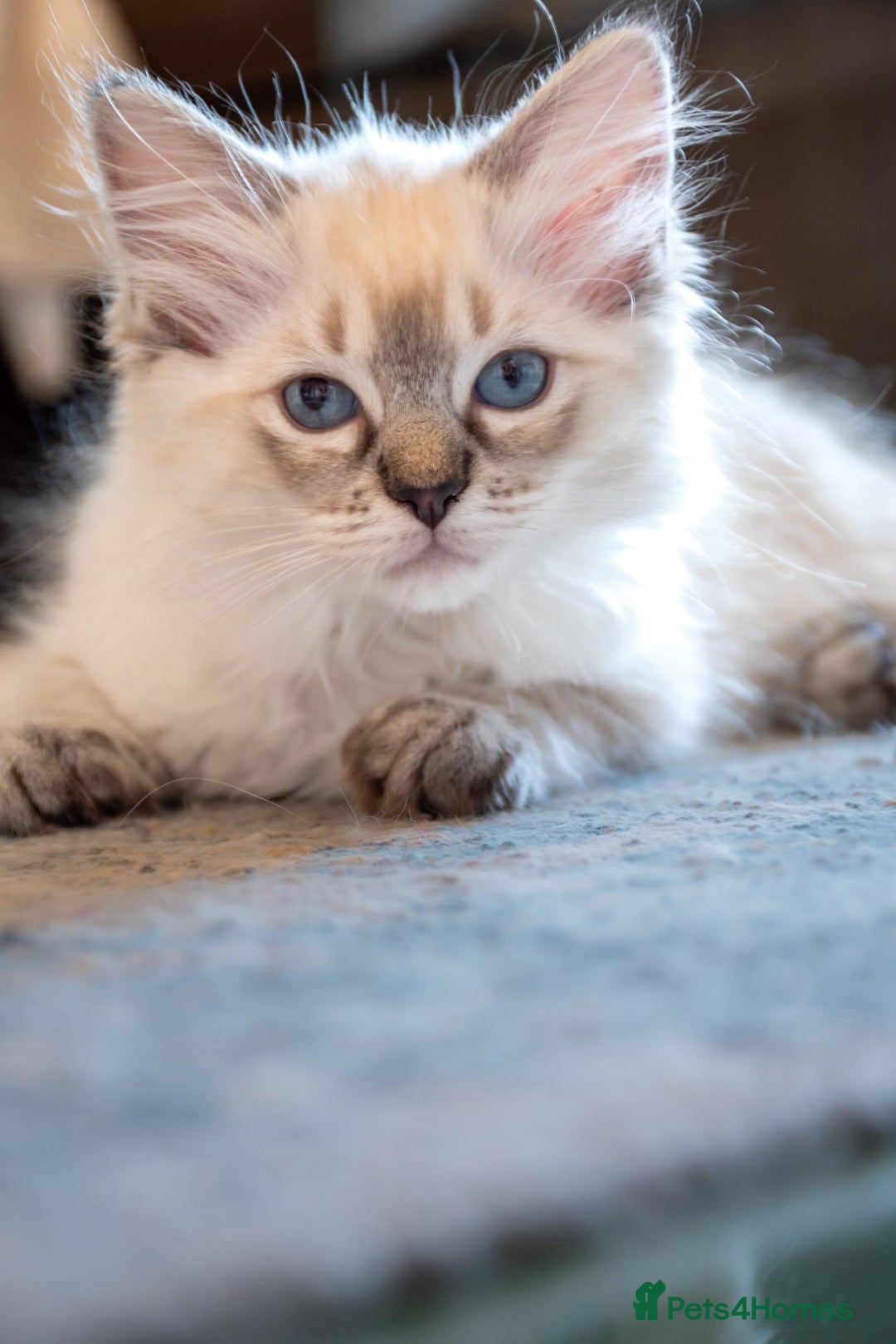 Ragdoll cats for sale: Ready Now GCCF Ragdoll Kittens Irresistibly Cuddly - Image 21