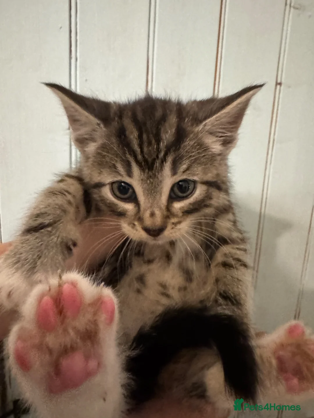 Mixed Breed cats for sale: Beautiful kittens.toilet trained  in Boston - Advert 9