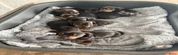 Dachshund dogs for sale: Traditional/dapple daschunds - Advert 3