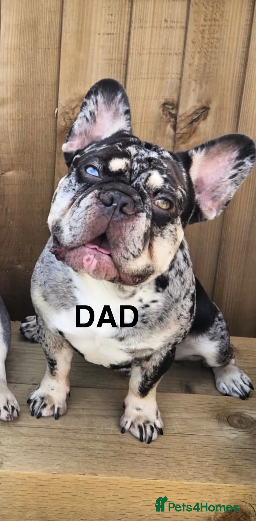 French Bulldog dogs for sale: Ready to go - Lilac Merle Frenchie 💗 - Advert 9