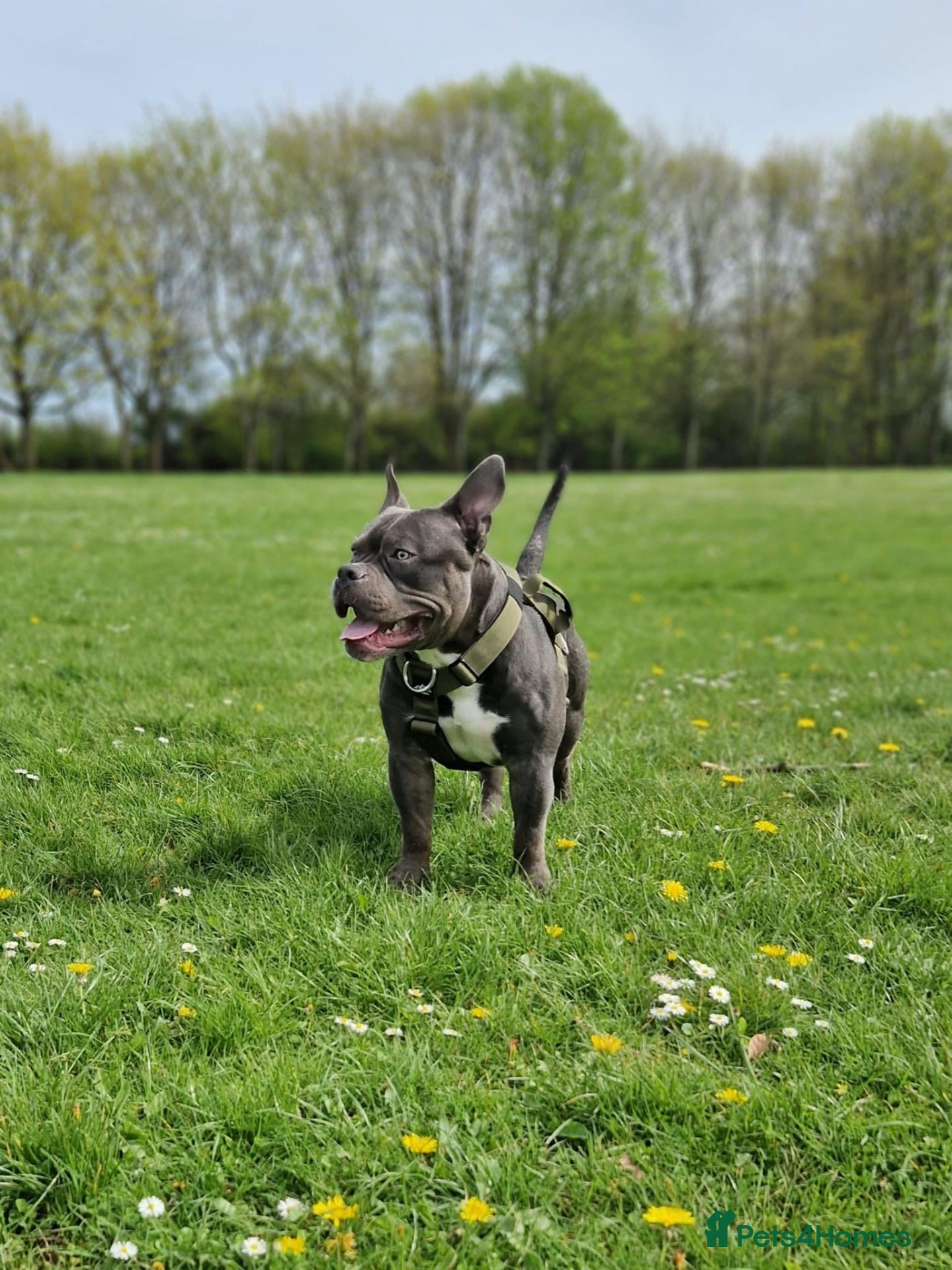 American Bully dogs Jax the pocket bully - Advert 1