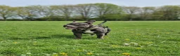 American Bully dogs for sale: Jax the pocket bully - Advert 1