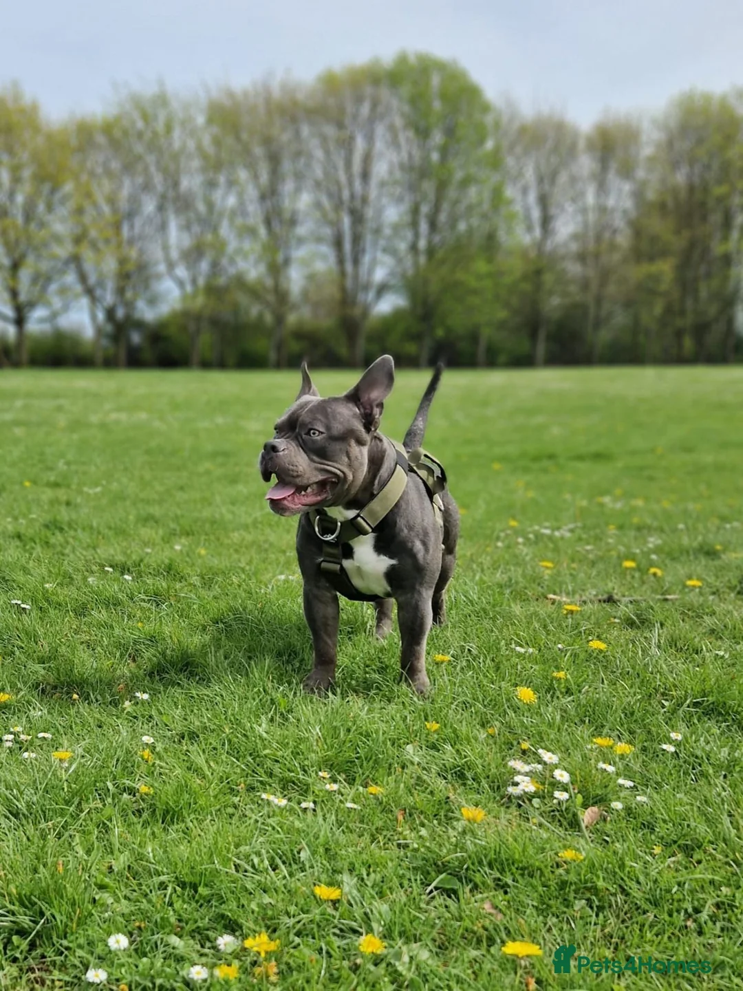 American Bully dogs for sale: Jax the pocket bully - Advert 1