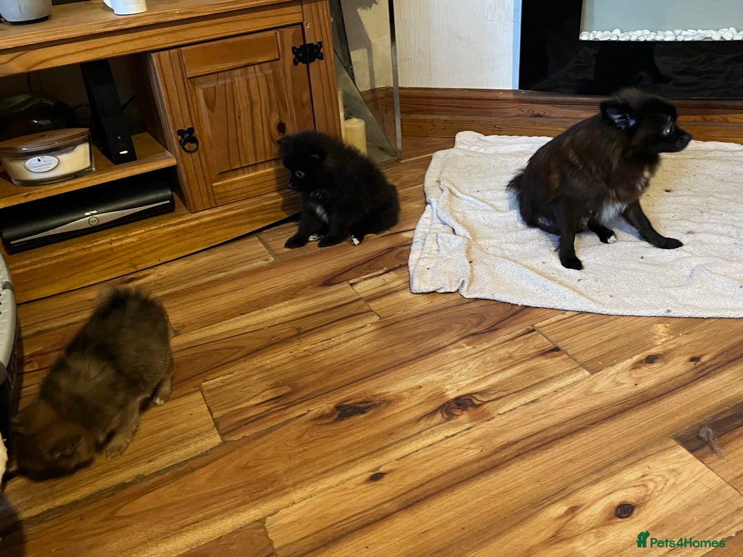 Pomeranian dogs for sale: 3 Pomeranian puppies  - Advert 5