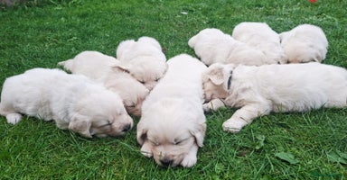 Golden Retriever dogs - Advert 2